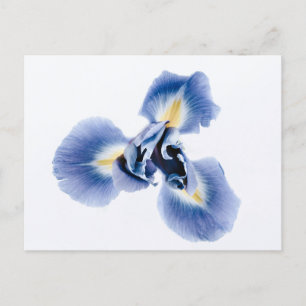 Standard Postcard