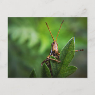 Standard Postcard