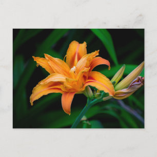 Standard Postcard
