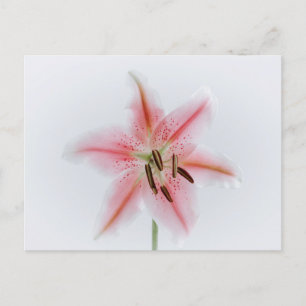 Standard Postcard