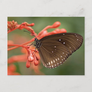 Standard Postcard