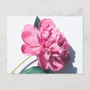 Standard Postcard