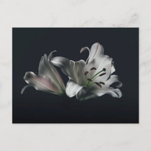 Standard Postcard