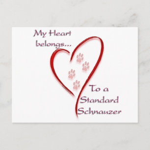 Standard Schnauzer Heart Belongs Postcard