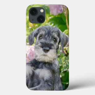 Standard Schnauzer Puppy in a Flowering Garden -  iPhone 13 Case