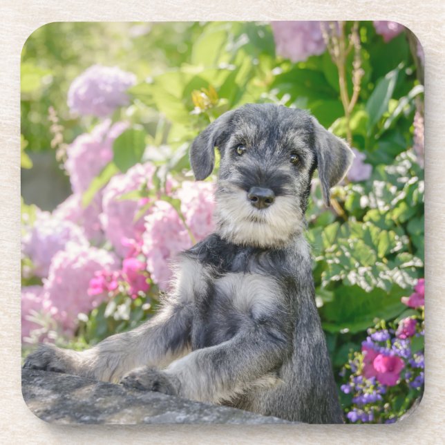 Standard Schnauzer Puppy in a Flowering Garden - Coaster (Front)