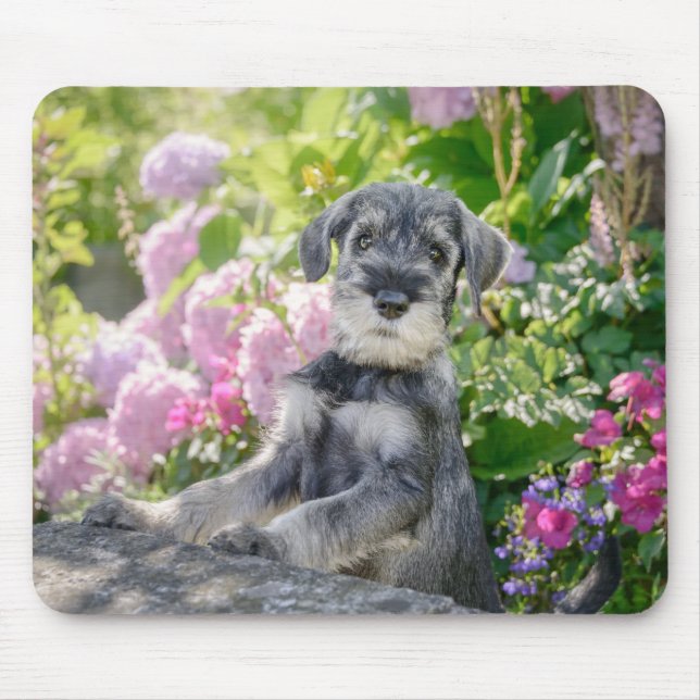 Standard Schnauzer puppy in a flowering garden Mouse Pad (Front)