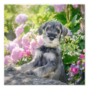 Standard Schnauzer Puppy in a Flowering Garden - Photo Print