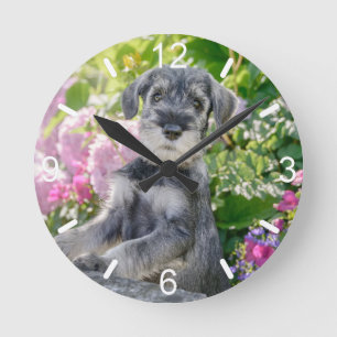 Standard Schnauzer Puppy in a Flowering Garden - Round Clock