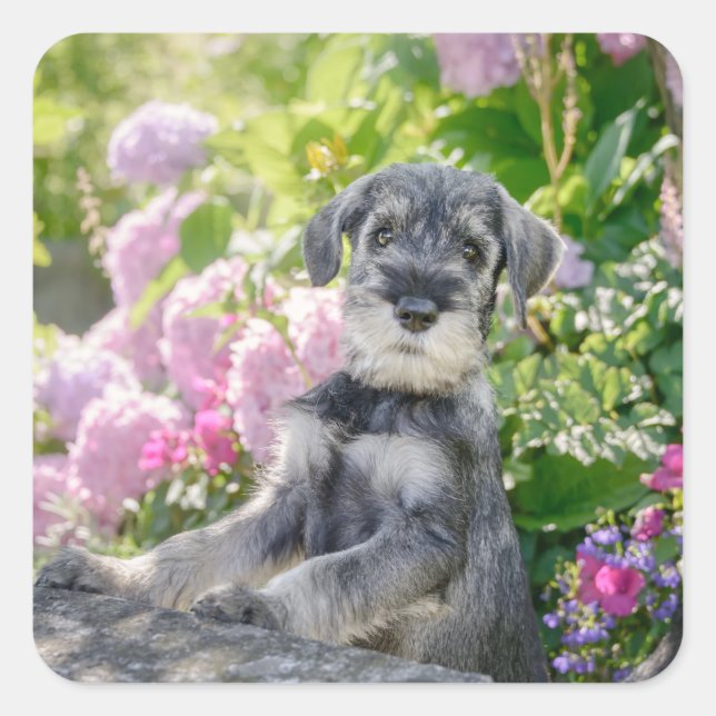 Standard Schnauzer Puppy in a Flowering Garden - Square Sticker (Front)