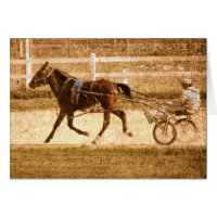 Standardbred Race Horse