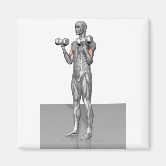 Standing Biceps Curl 2 Magnet (Front)