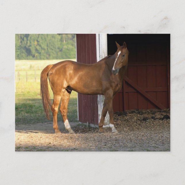 Standing Chestnut Postcard (Front)