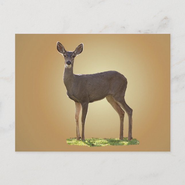 STANDING DEER POSTCARD (Front)