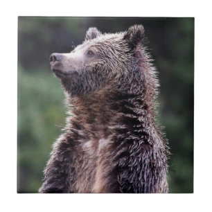 Standing Grizzly Bear Ceramic Tile