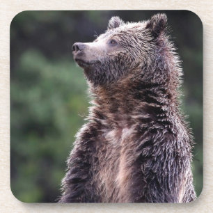 Standing Grizzly Bear Coaster