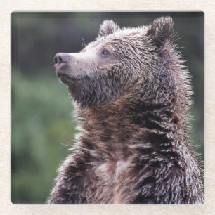 Standing Grizzly Bear Glass Coaster