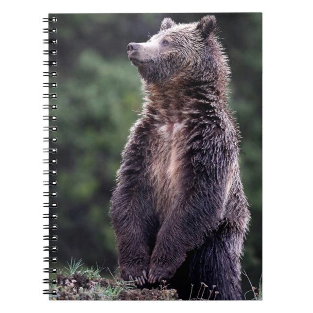 Standing Grizzly Bear Notebook (Front)