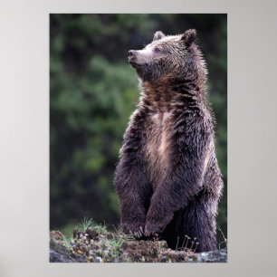 Standing Grizzly Bear Poster