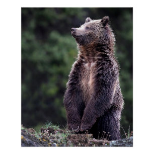 Standing Grizzly Bear Poster