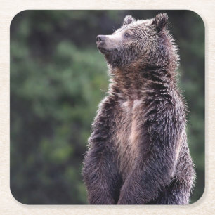 Standing Grizzly Bear Square Paper Coaster