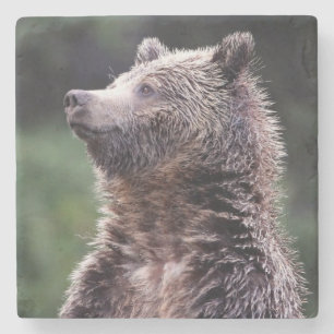 Standing Grizzly Bear Stone Coaster