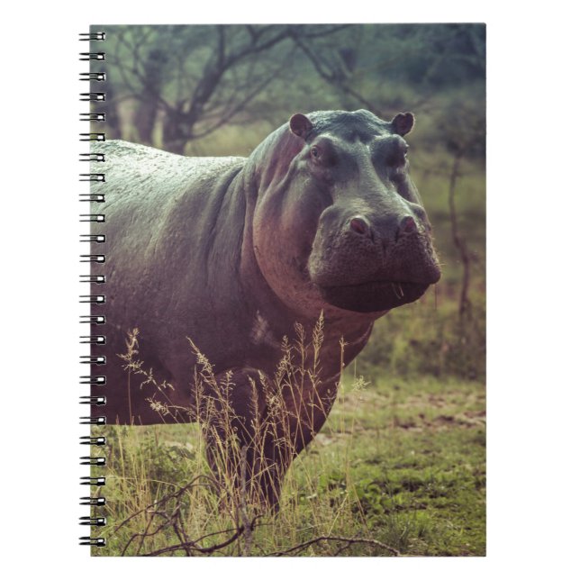 Standing Hippo Posing at Camera in Africa Foliage Notebook (Front)