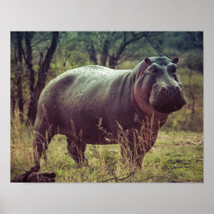 Standing Hippo Posing at Camera in Africa Foliage Poster