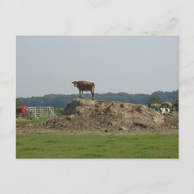 Standing pretty Postcard (Front)