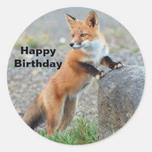 Standing Red Fox Birthday Classic Round Sticker
