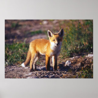 Standing Red Fox Poster