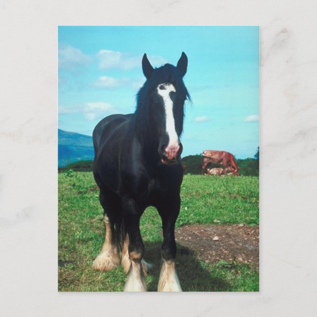 Standing Shire Postcard (Front)