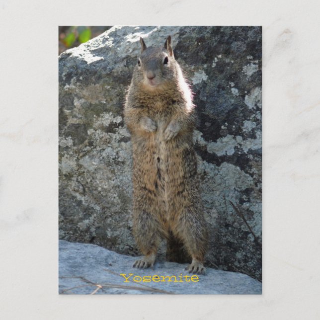 Standing Squirrel Postcard (Front)