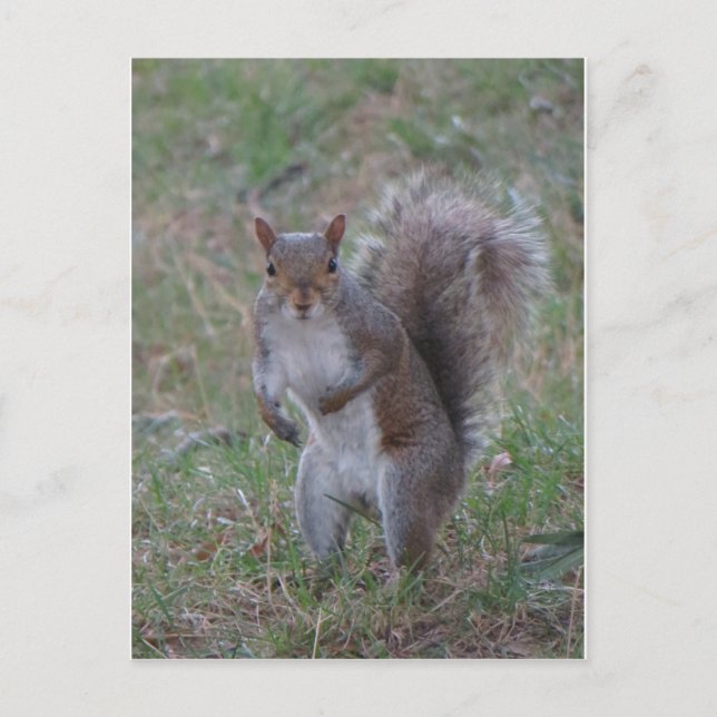 Standing Squirrel Postcard (Front)