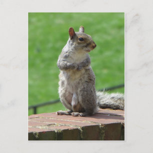 Standing Squirrel Postcard