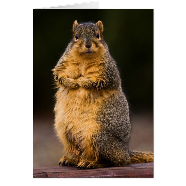 Standing Tall (Front)