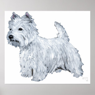 Standing Westie Poster
