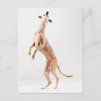 Standing whippet postcard