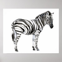 Standing Zebra