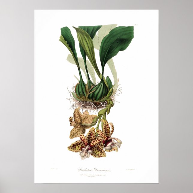 Stanhopea devoniensis poster (Front)