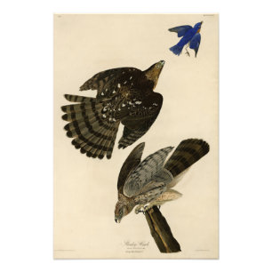 Stanley (Cooper's) Hawk Audubon's Birds of America Photo Print
