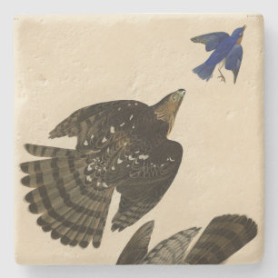 Stanley (Cooper's) Hawk Audubon's Birds of America Stone Coaster