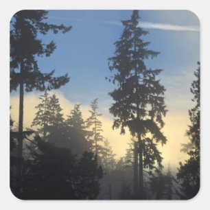 Stanley Park, woods, marine layer fog rolling in Square Sticker