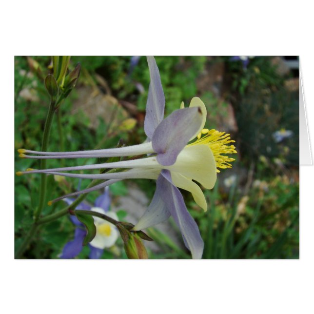 stanza di vedere (Front Horizontal)