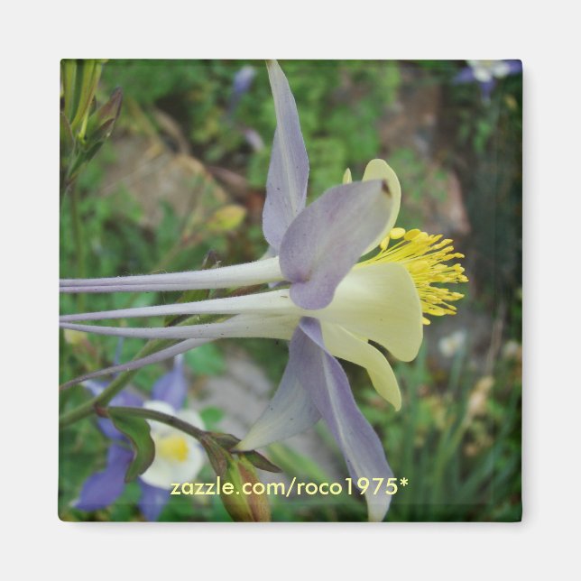 stanza di vedere magnet (Front)