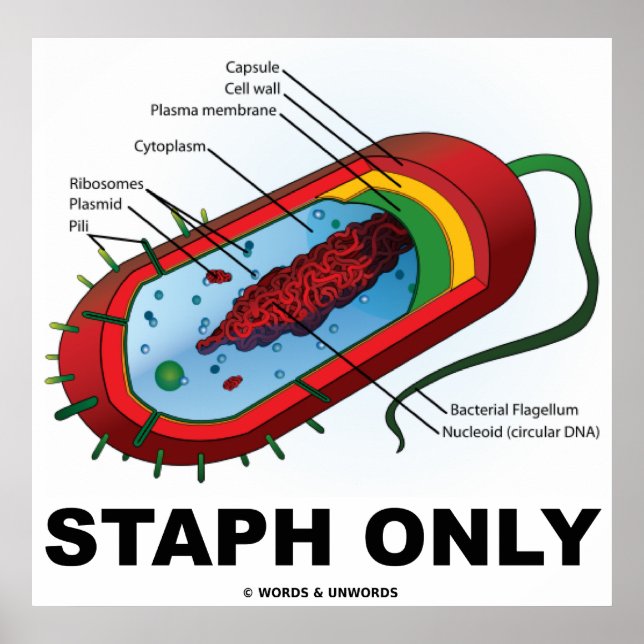 Staph Only (Bacteria Prokaryote) Poster (Front)