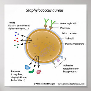 Staphylococcus aureus bacterium labelled diagram. poster