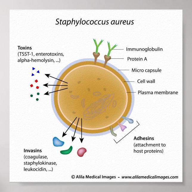 Staphylococcus aureus bacterium labelled diagram. poster (Front)
