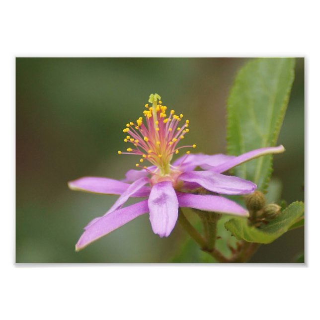 Star Burst Photo Print (Front)