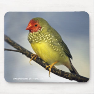 Star Finch Mousemat